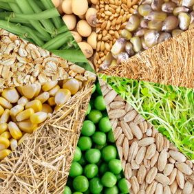Seeds and Nurseries